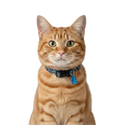 Desenli Kedi Boyun Tasması