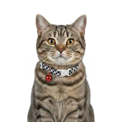 Zilli Kedi Boyun Tasması