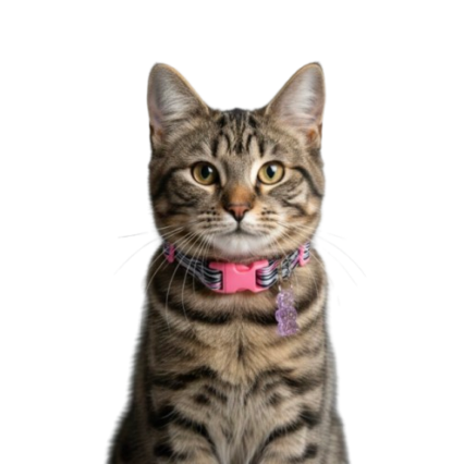 Figürlü Kedi Boyun Tasması